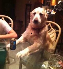 狗狗变身成人搞笑版视频